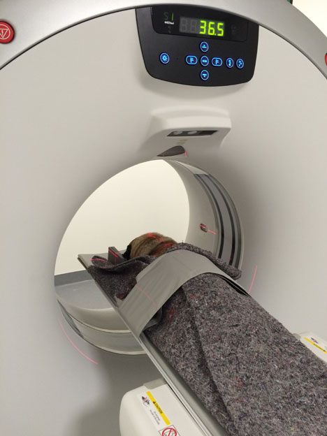 CT-scanner til kledyr i Gistrup