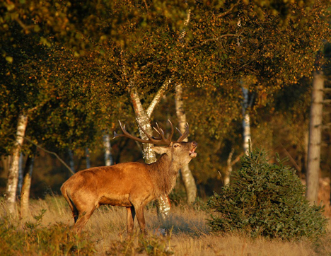 Husejere med flade tage kan spare mange penge
