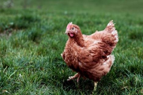 Netto introducerer nye økologiske velfærdskyllinger