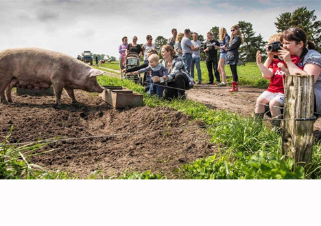 Danskerne spiser mere økologisk grisekød