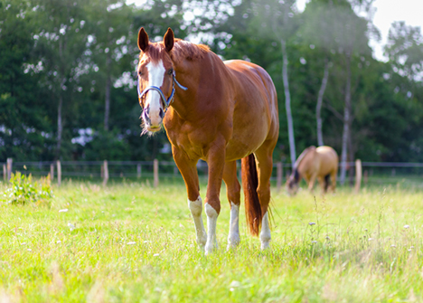 Er sommergræs nok for min hest?