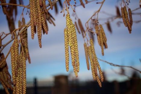 Svært at undgå birkepollen