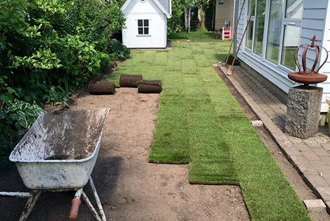 Rullegræs fra nordjyske marker