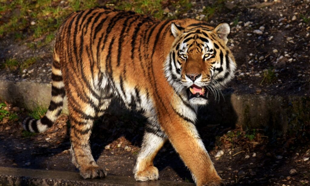 Der er en ny tiger i byen