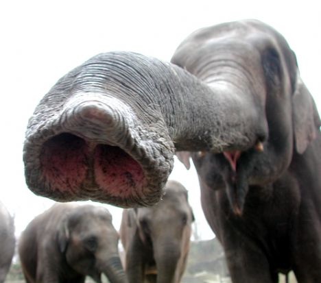 Efterårsferien: Bliv dyrepasser i zoo