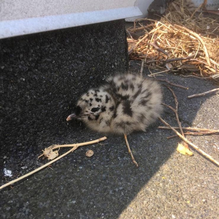 Ingen grund til bekymring: Mågeungerne klarer sig selv