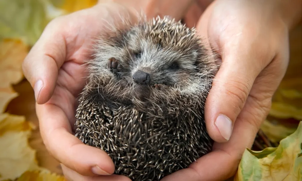 Nordjyske familier fandt 3.600 pindsvin i historisk naturtælling: Forskere jubler over engagement