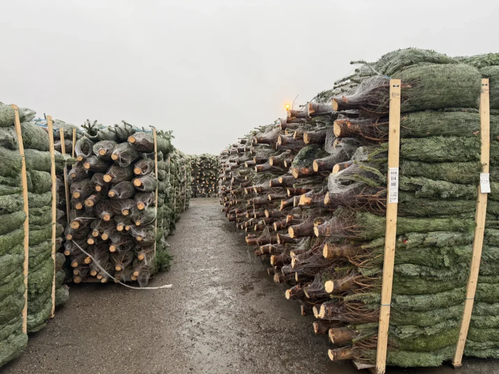 Millioner af danske juletræer sendes ud i verden – kontrollører tjekker for skadedyr og jord