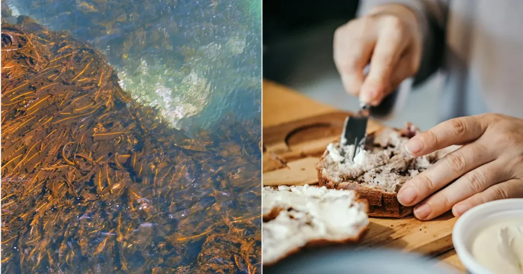 Fermentering kan gøre tang mere velsmagende for danske forbrugere
