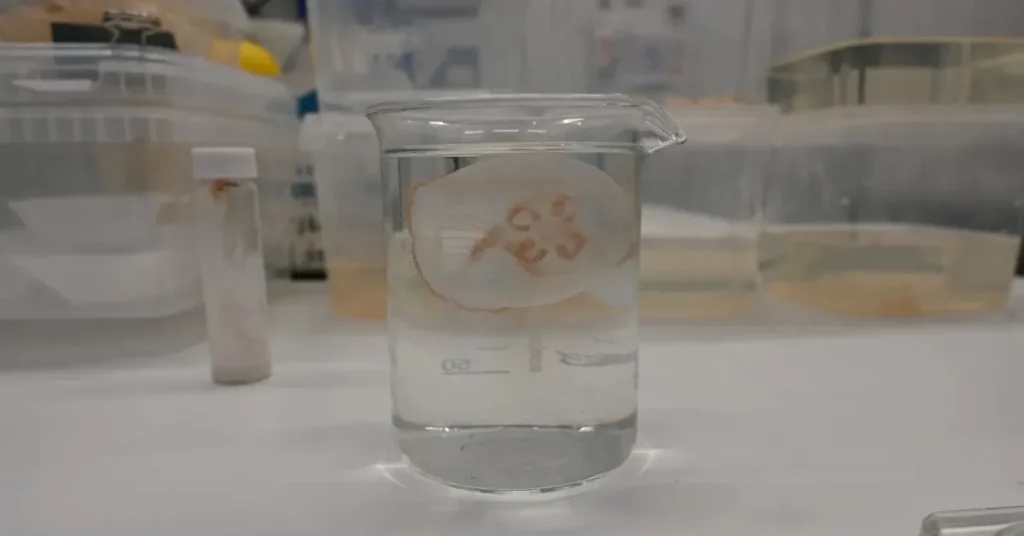 Ny forskning: Vandmænd kan blive din næste mayonnaise i et samarbejde mellem SDU og toprestaurant