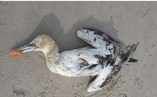 Nye tal: Trawlreb kan sende omkring 100 tons plast i havet om året