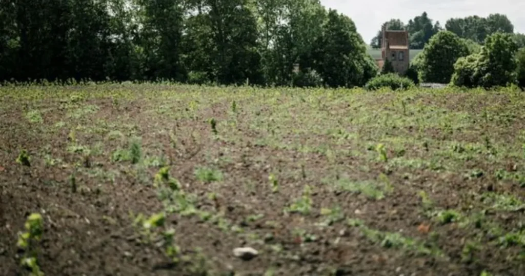 25 kirker planter skov på landbrugsjord
